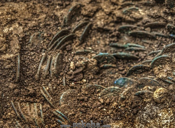 کشف 4000 سکه تاریخی توسط یک کشاورز