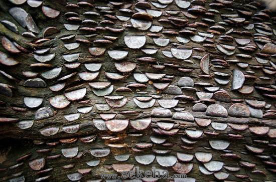 درخت آرزوها - سکه ها 5