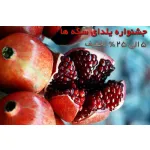 جشنواره یلدای سکه ها