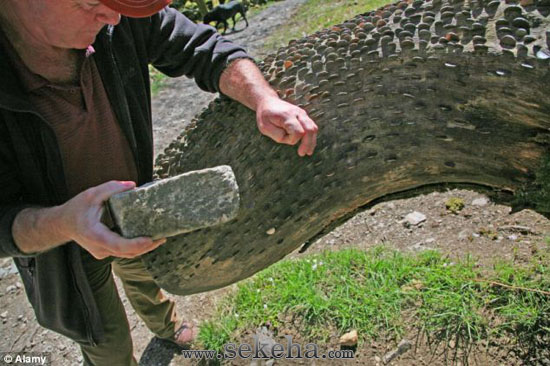 درخت آرزوها - سکه ها 4 درخت آرزوها - سکه ها 4