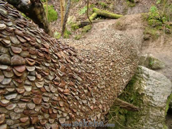 درخت آرزوها - سکه ها درخت آرزوها - سکه ها